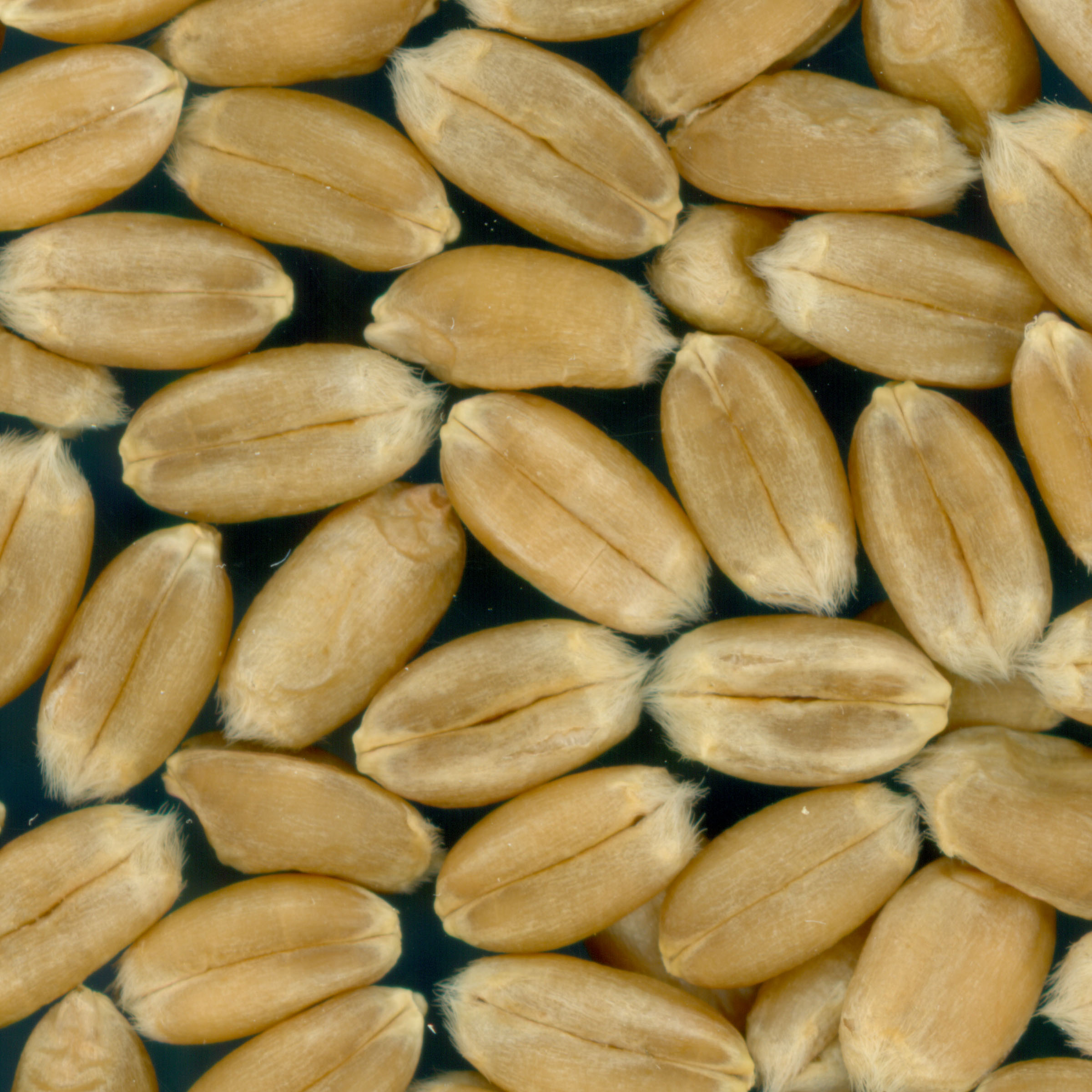 KERNELS